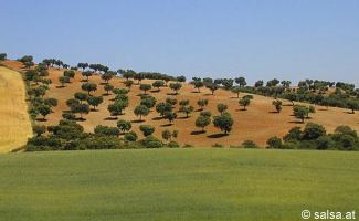 anklicken zum Vergr��ern - click to enlarge